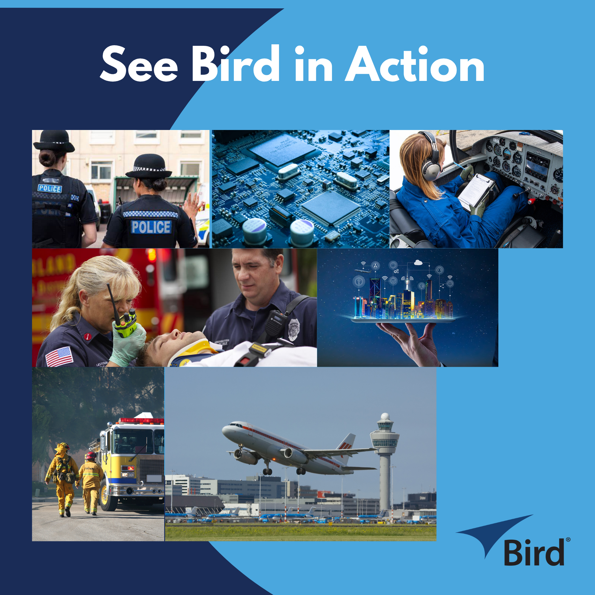 See Bird in Action
