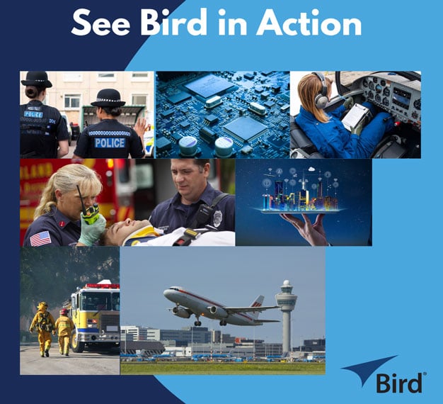 see-bird-action